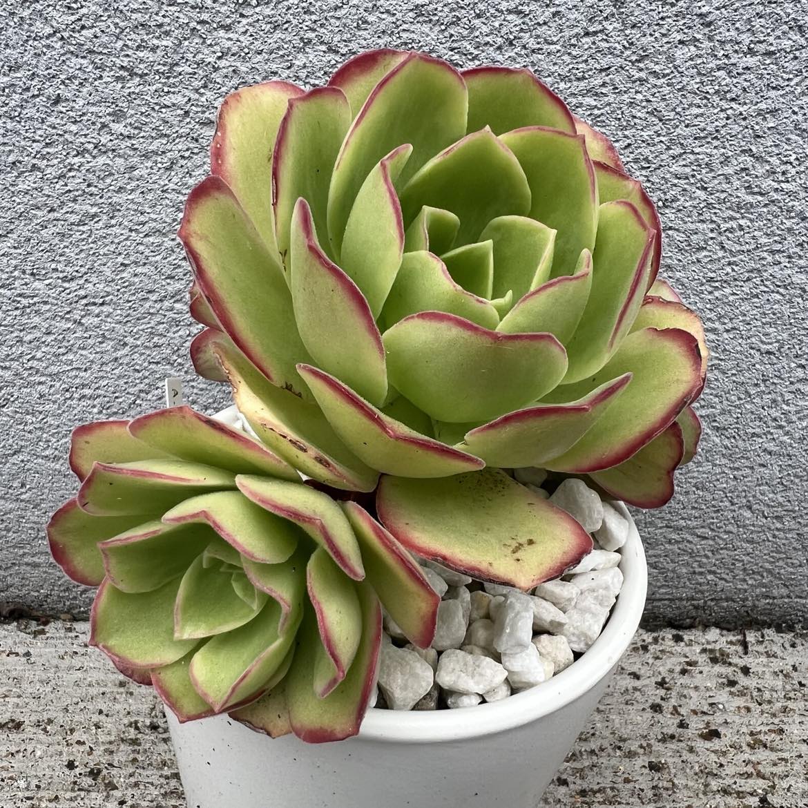 Aeonium 'Orion'