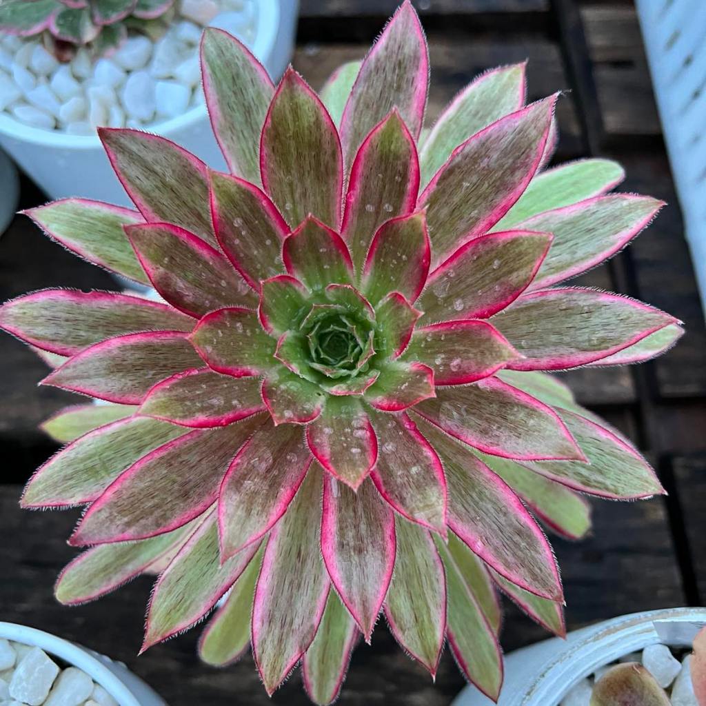 Aeonium Peacock