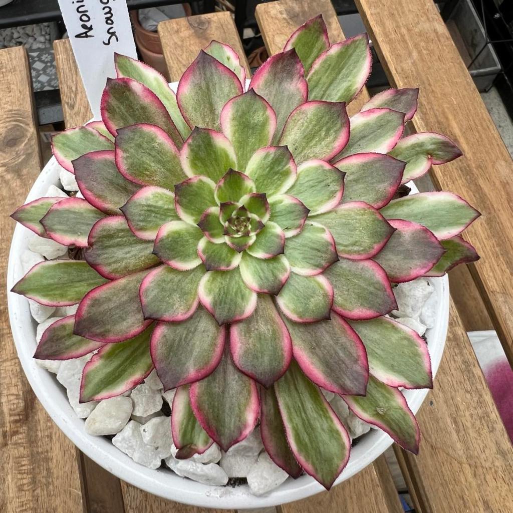 Aeonium Snow Girl