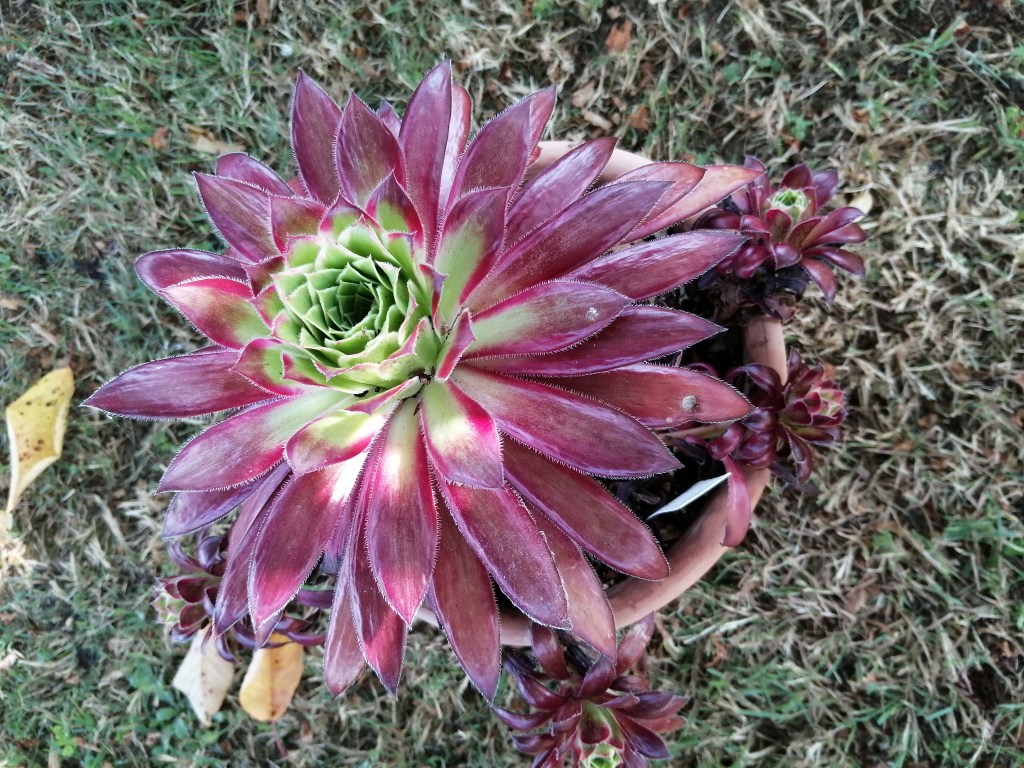 Aeonium Peacock