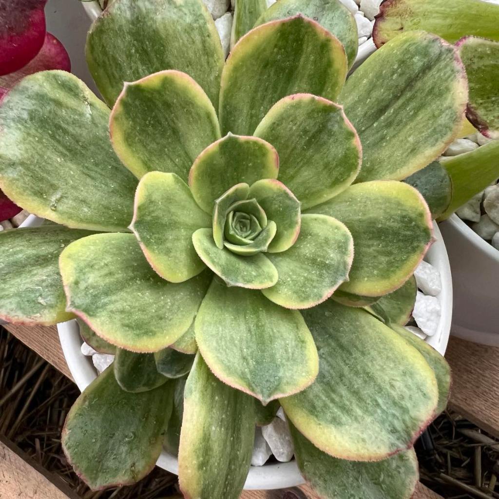 Aeonium Orion
