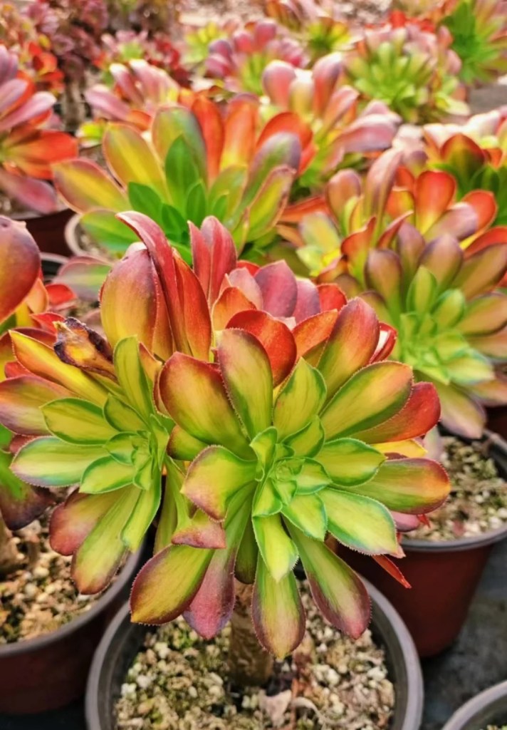 Aeonium Pink Witch yellow Middle