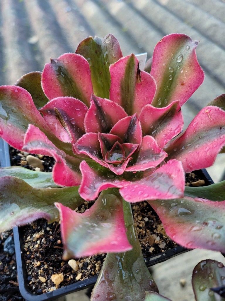Aeonium Princess