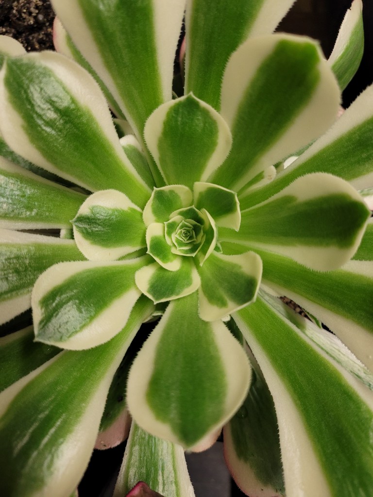 Aeonium Riverstones Green Witch