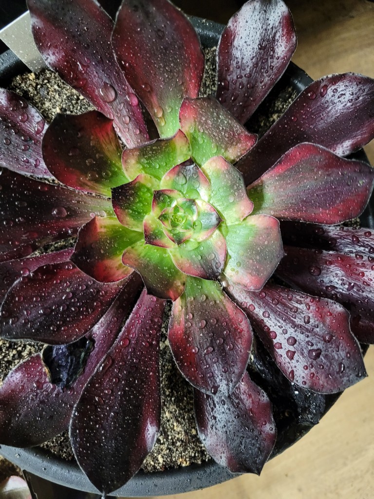 Aeonium Voodoo Ultra White