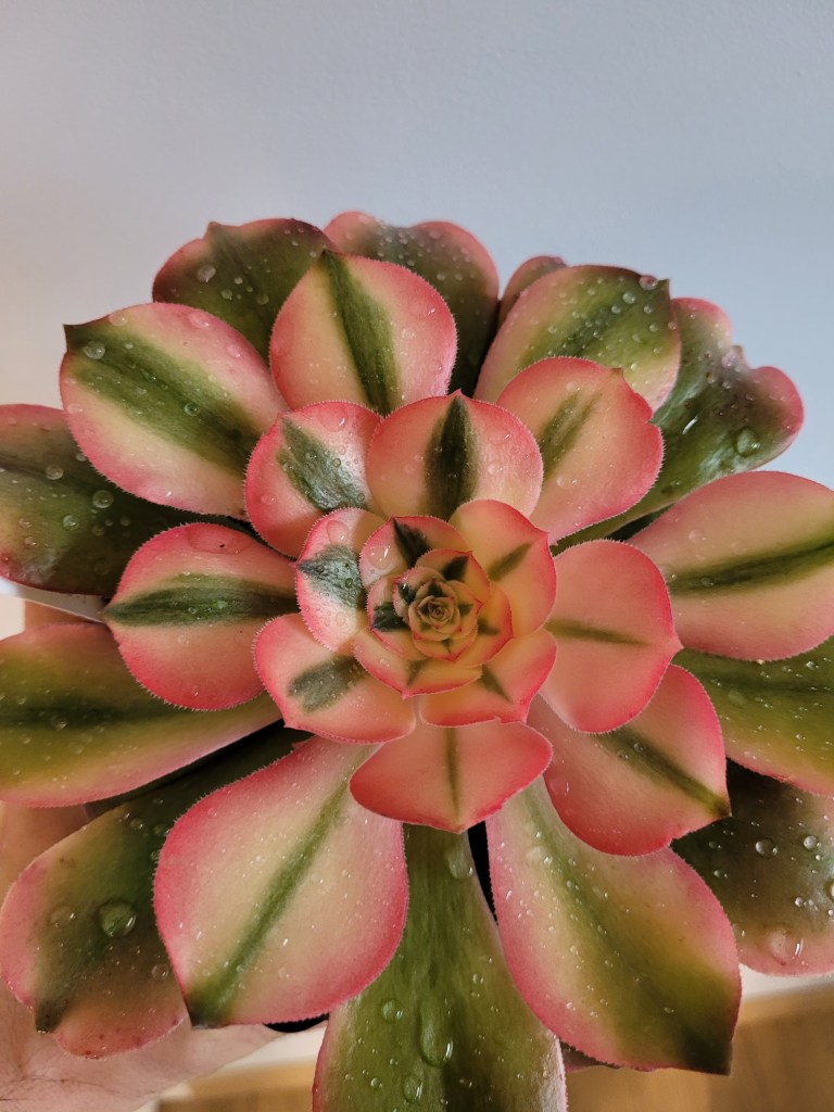 Aeonium Princess
