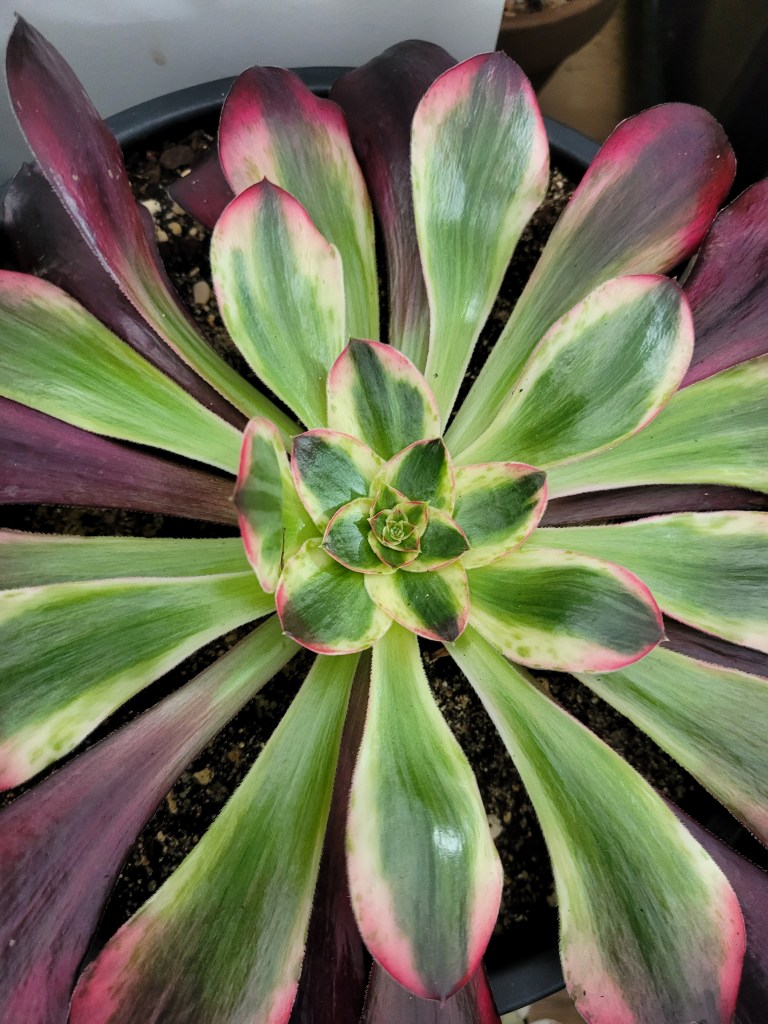Aeonium Voodoo Ultra White