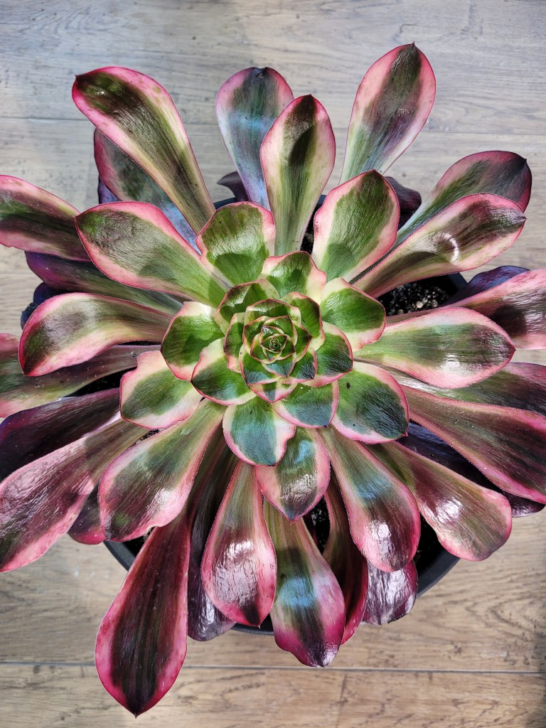 Aeonium Voodoo Ultra White