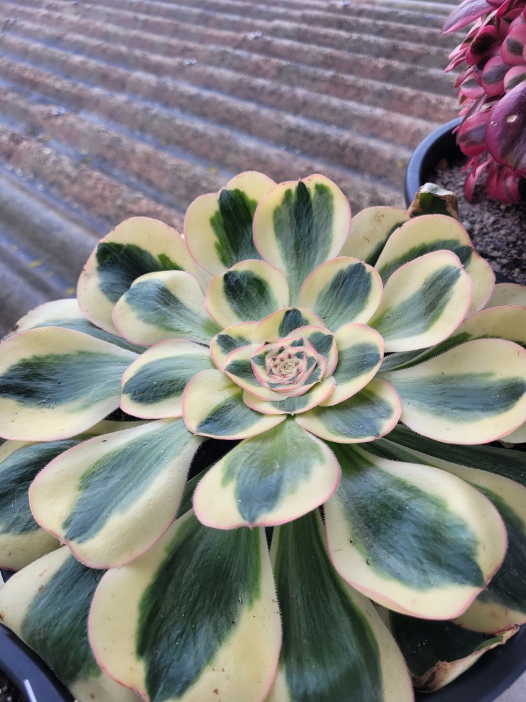 Aeonium Poseidon