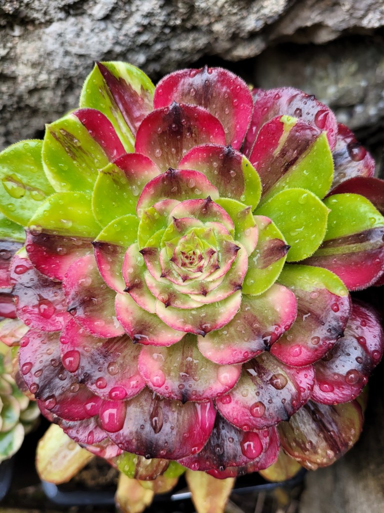 Aeonium Glowworm