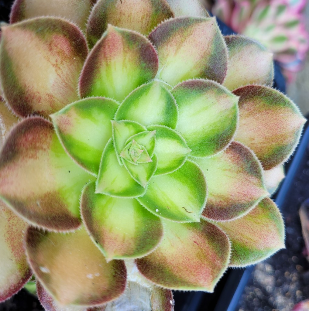 Aeonium Pink Witch yellow Middle