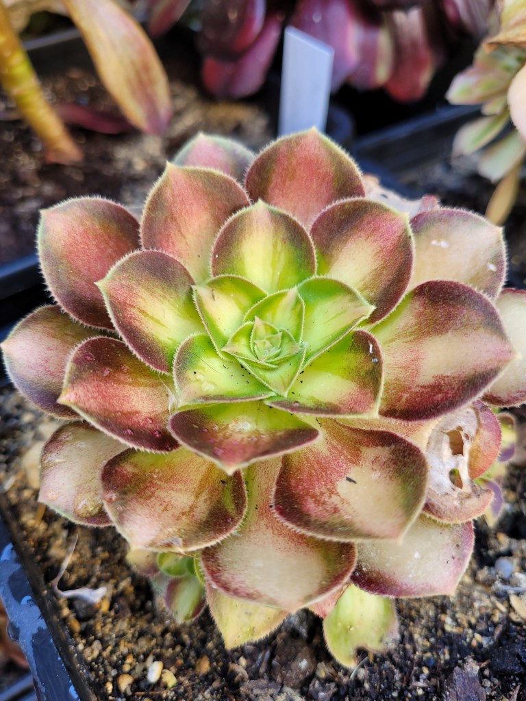 Aeonium Pink Witch yellow Middle