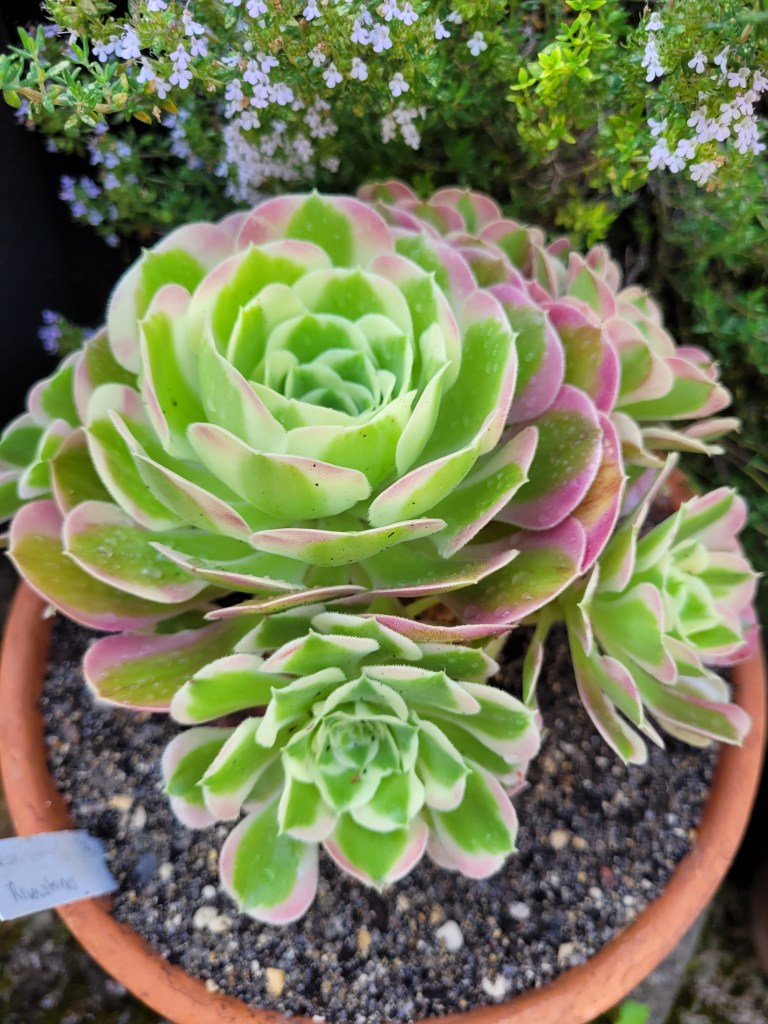 Aeonium Riverstones Green Witch