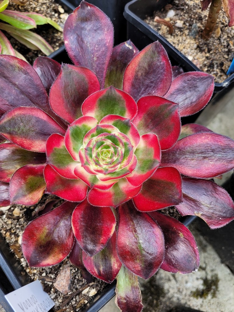 Aeonium Voodoo Ultra White