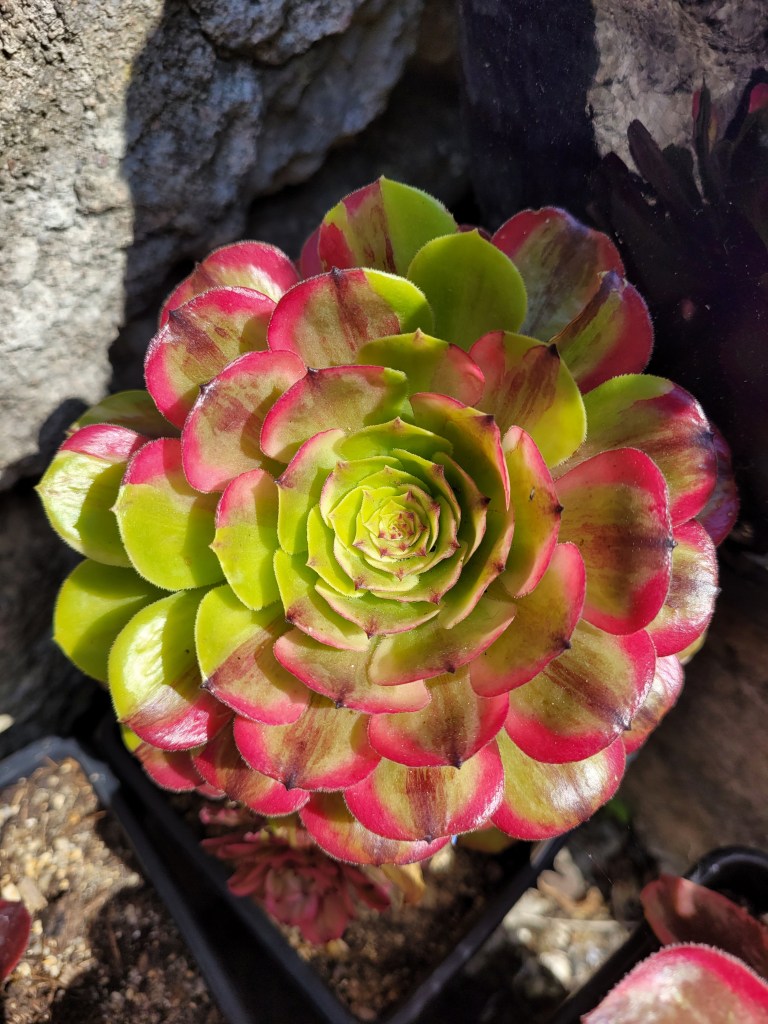 Aeonium Glowworm