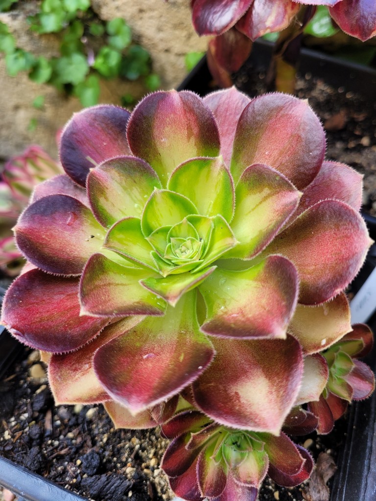 Aeonium Pink Witch yellow Middle