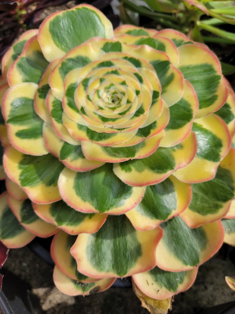 Aeonium Poseidon