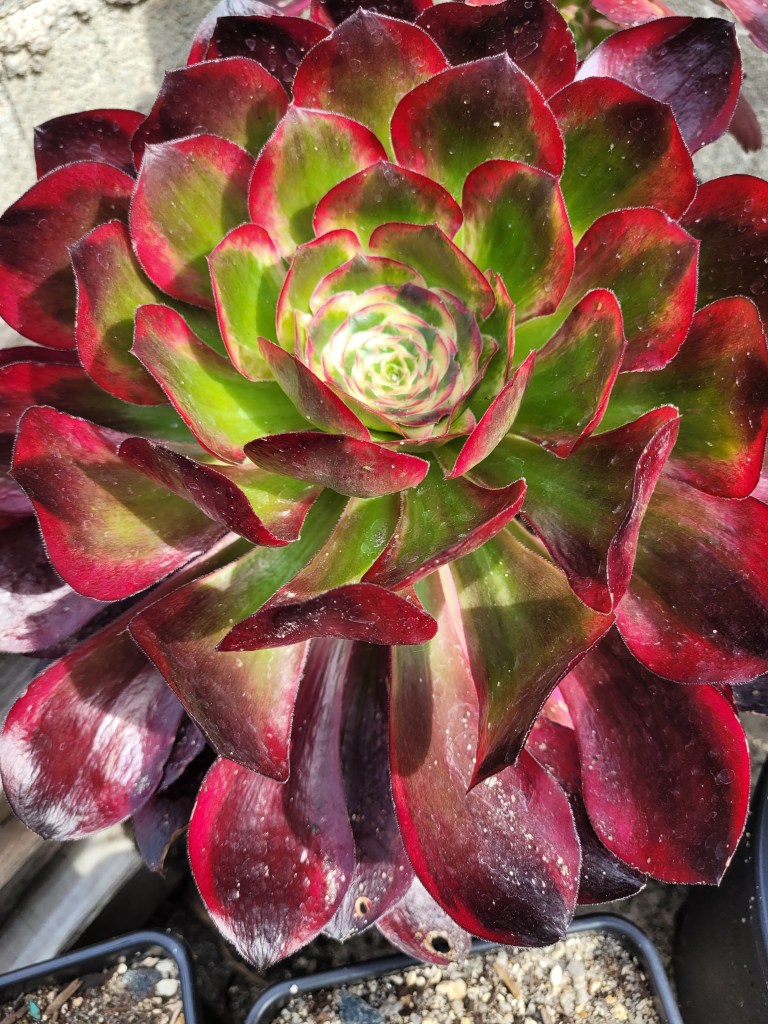 Aeonium Voodoo Ultra White