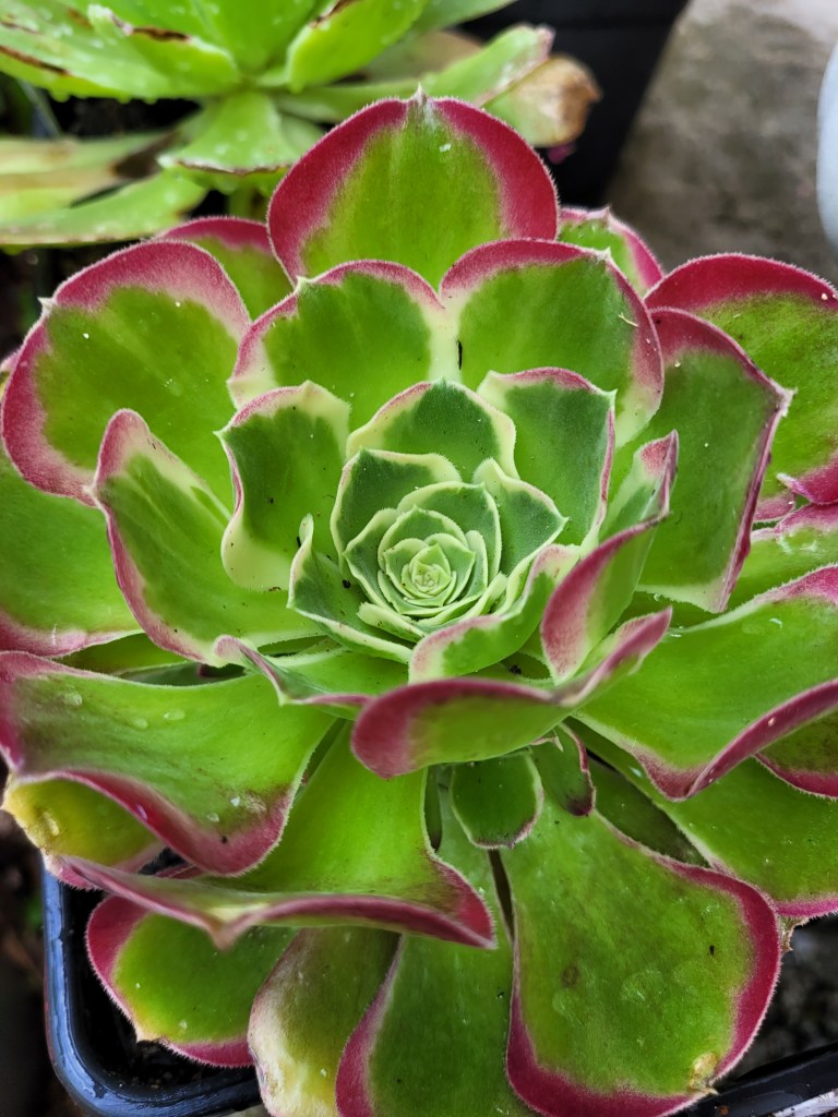 Aeonium Riverstones Green Witch