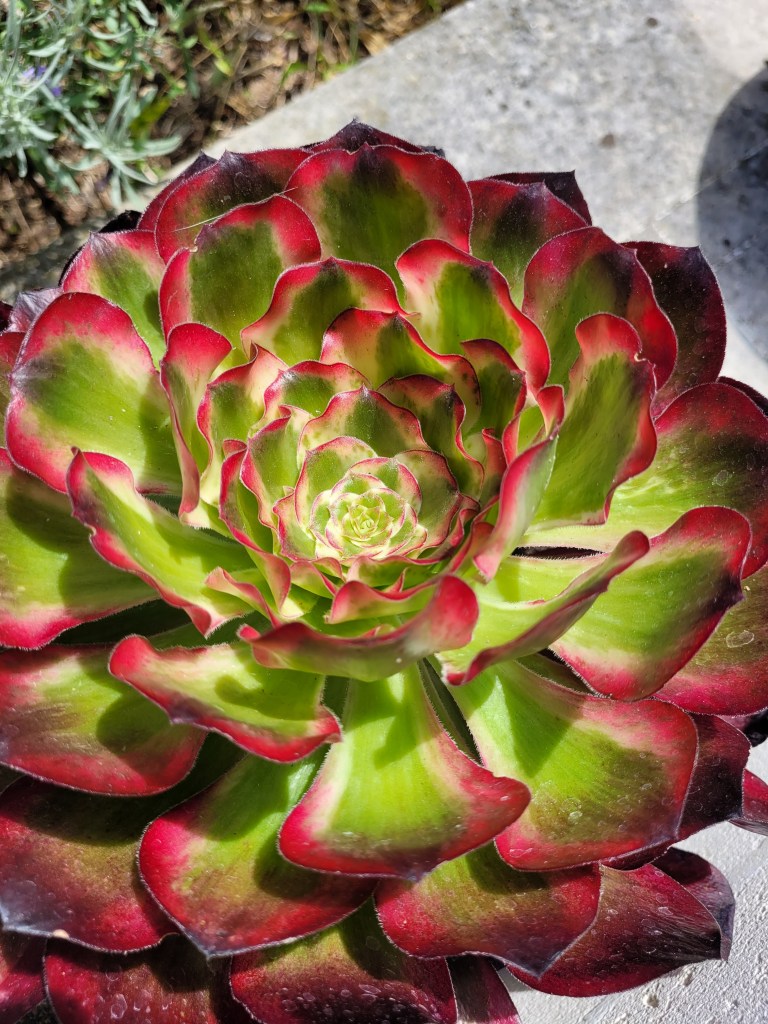 Aeonium Voodoo Ultra White