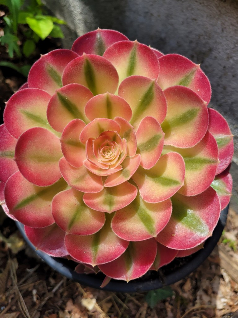 Aeonium Princess