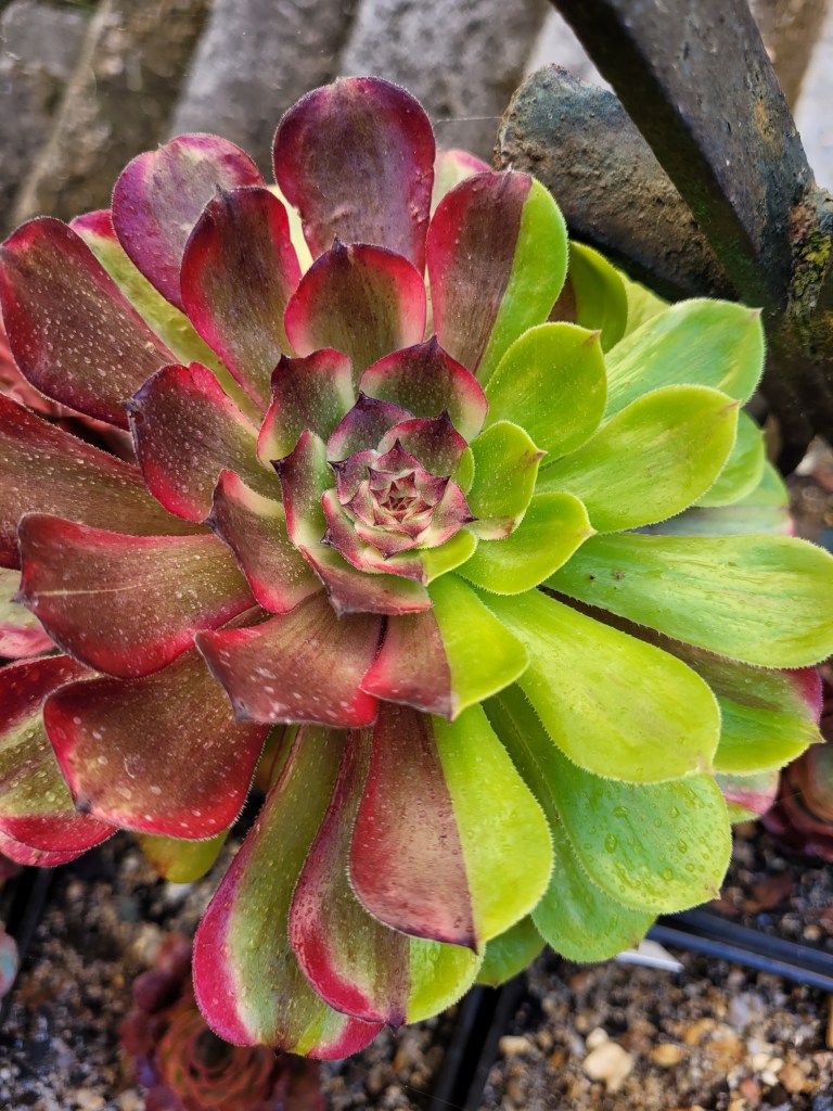 Aeonium Glowworm