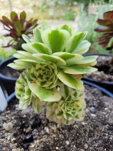 Aeonium Maybach