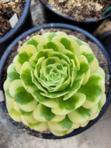 Aeonium Maybach