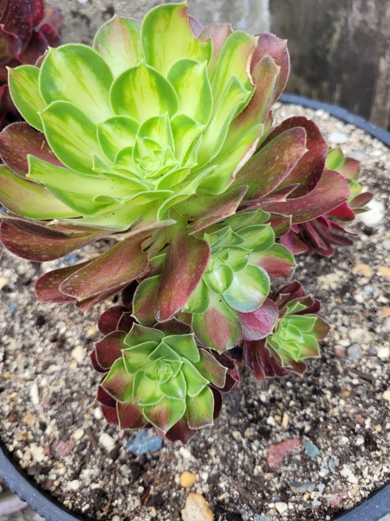 Aeonium Pink Witch yellow Middle