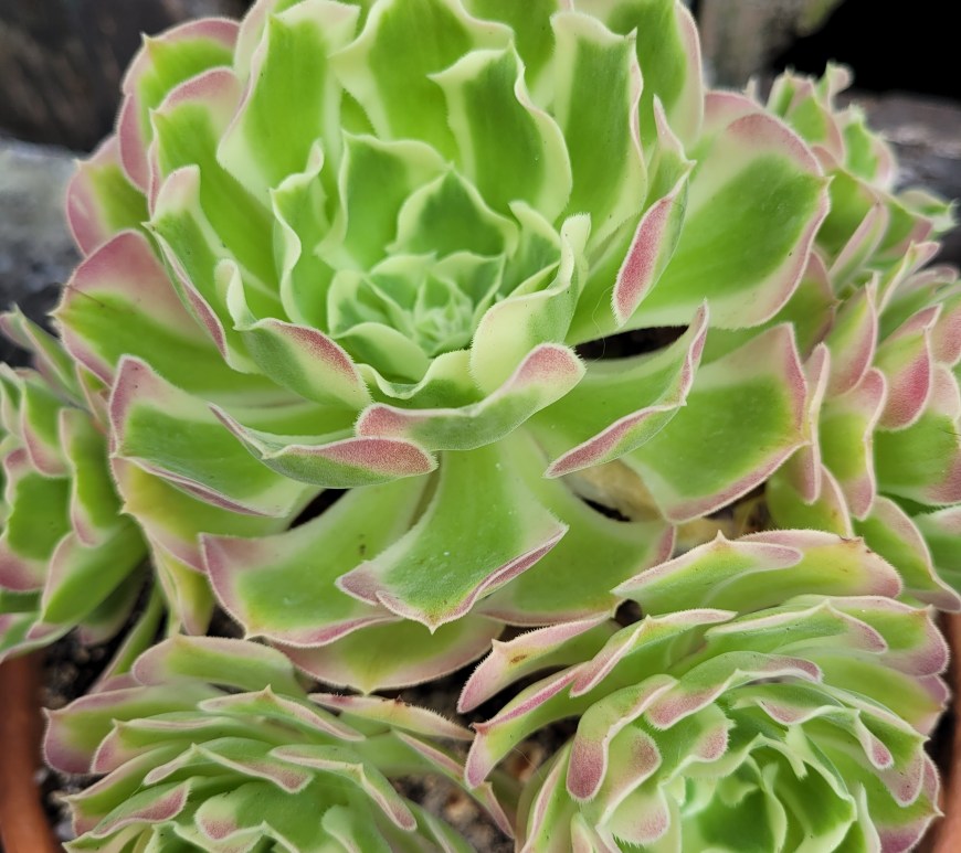 Aeonium Riverstones White Phoenix