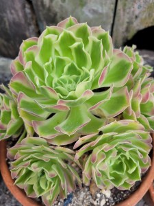Aeonium Riverstones White Phoenix