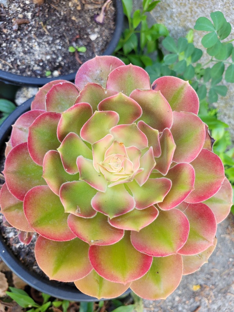 Aeonium Princess
