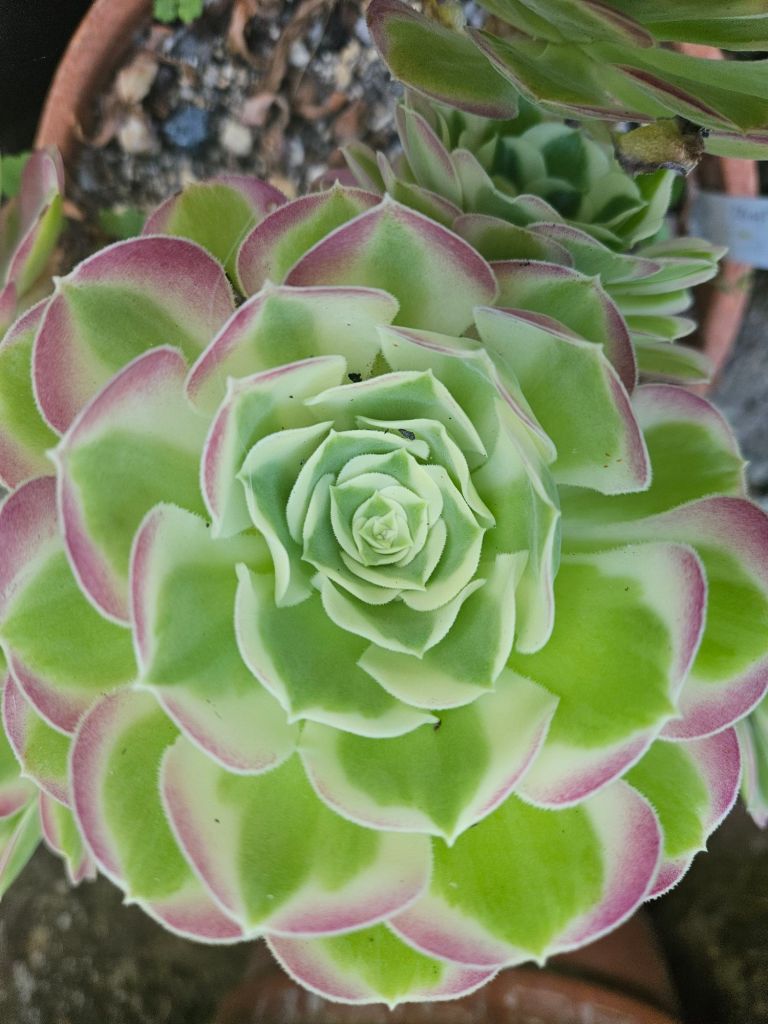 Aeonium Riverstones Green Witch