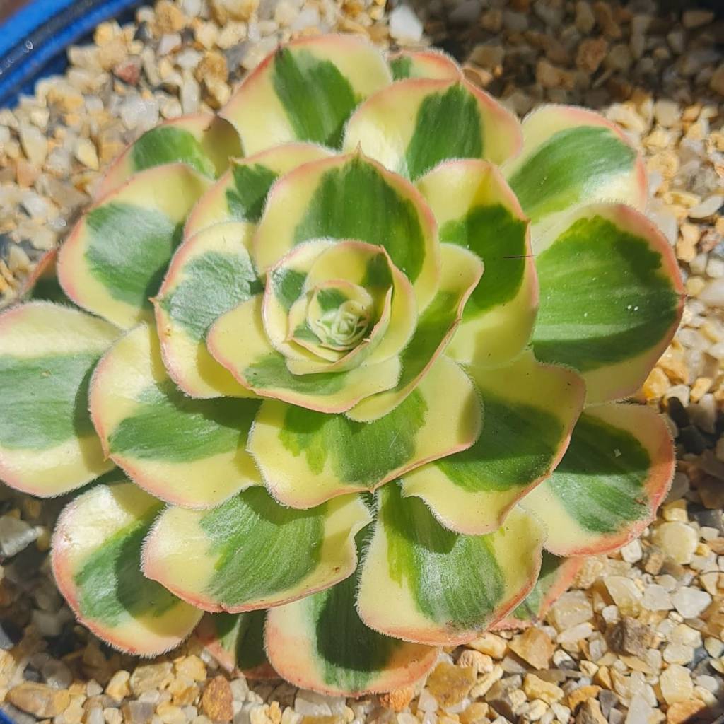 Aeonium Poseidon