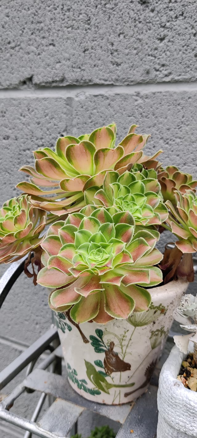 Aeonium ‘Shao Hua’ (‘Pink Witch Yellow Middle’)