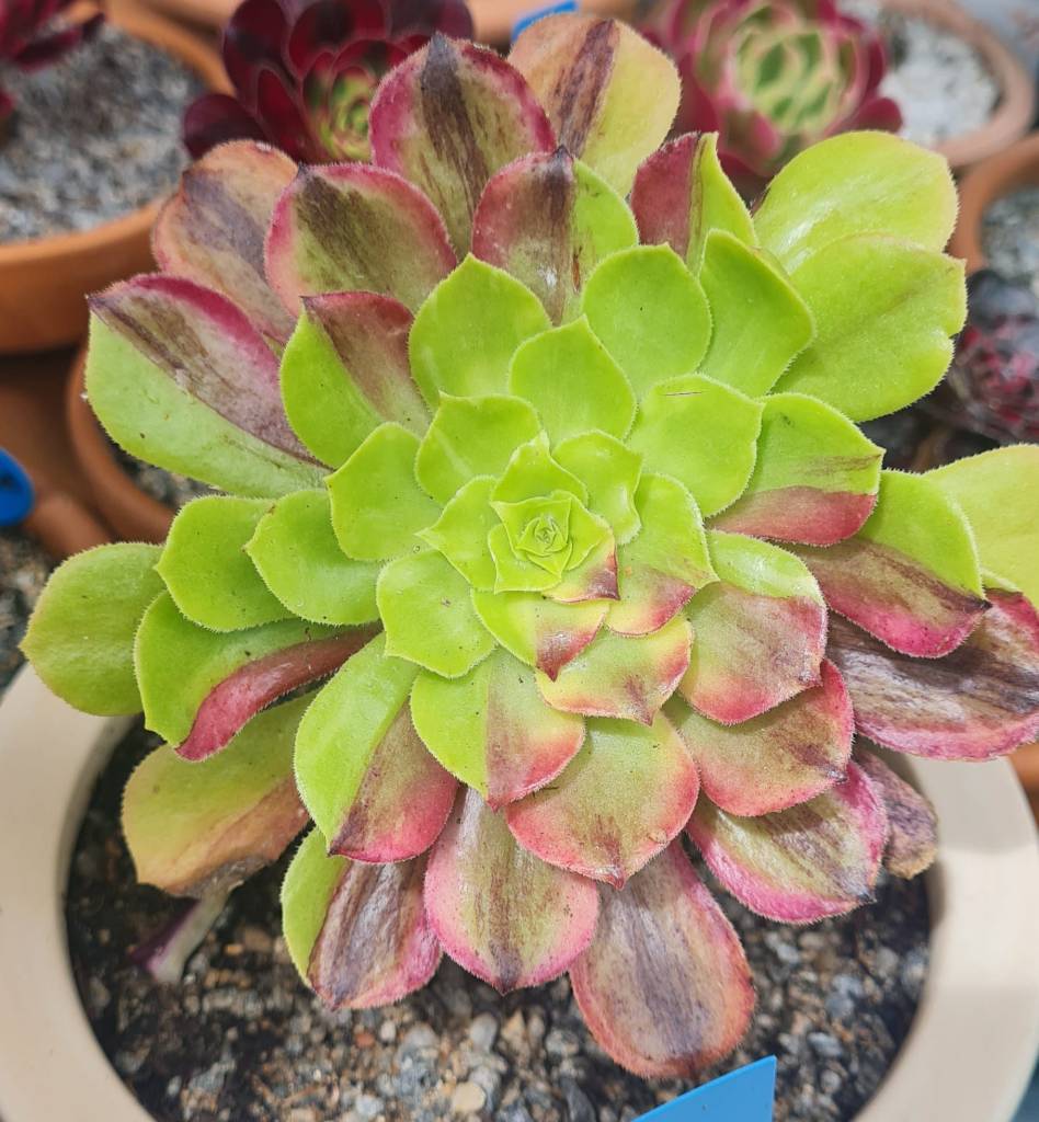 Aeonium Glowworm