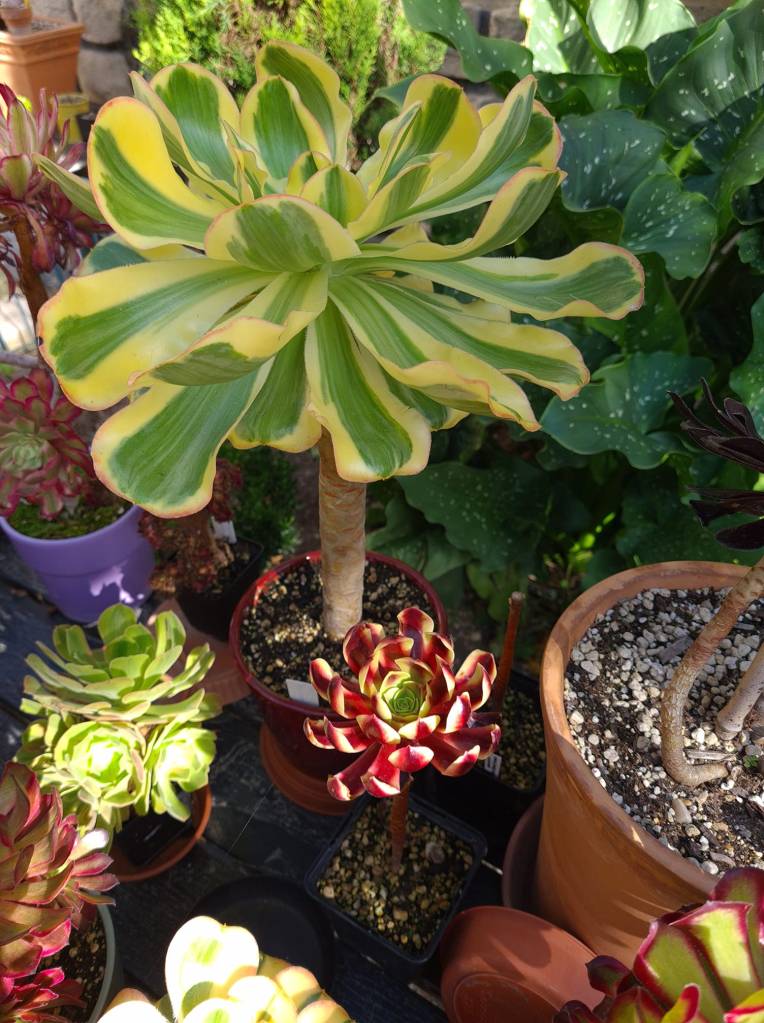 Aeonium Poseidon
