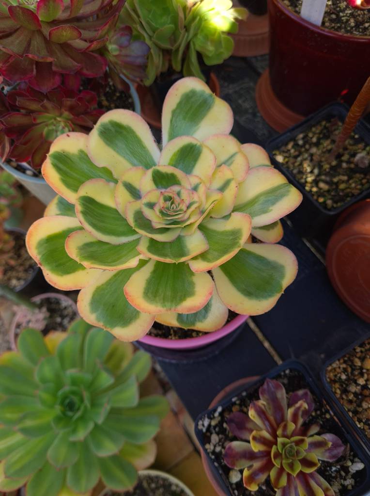 Aeonium Poseidon