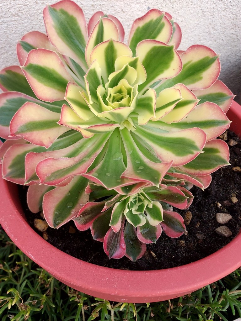 Aeonium Riverstones Green Witch