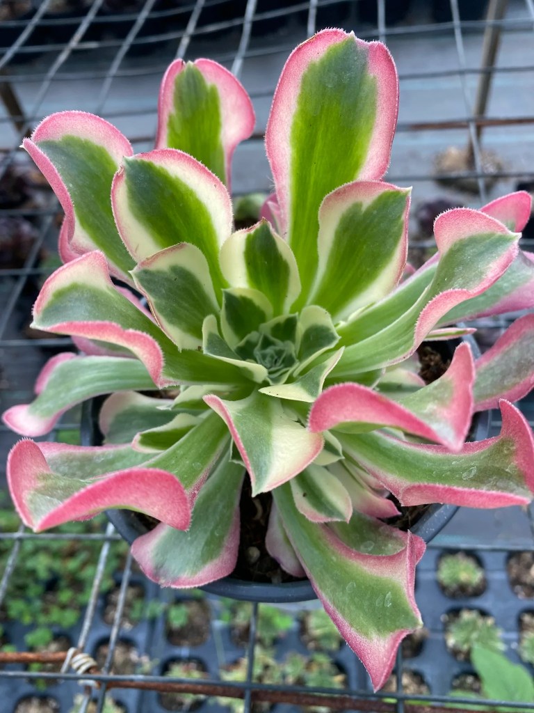 Aeonium Riverstones Green Witch