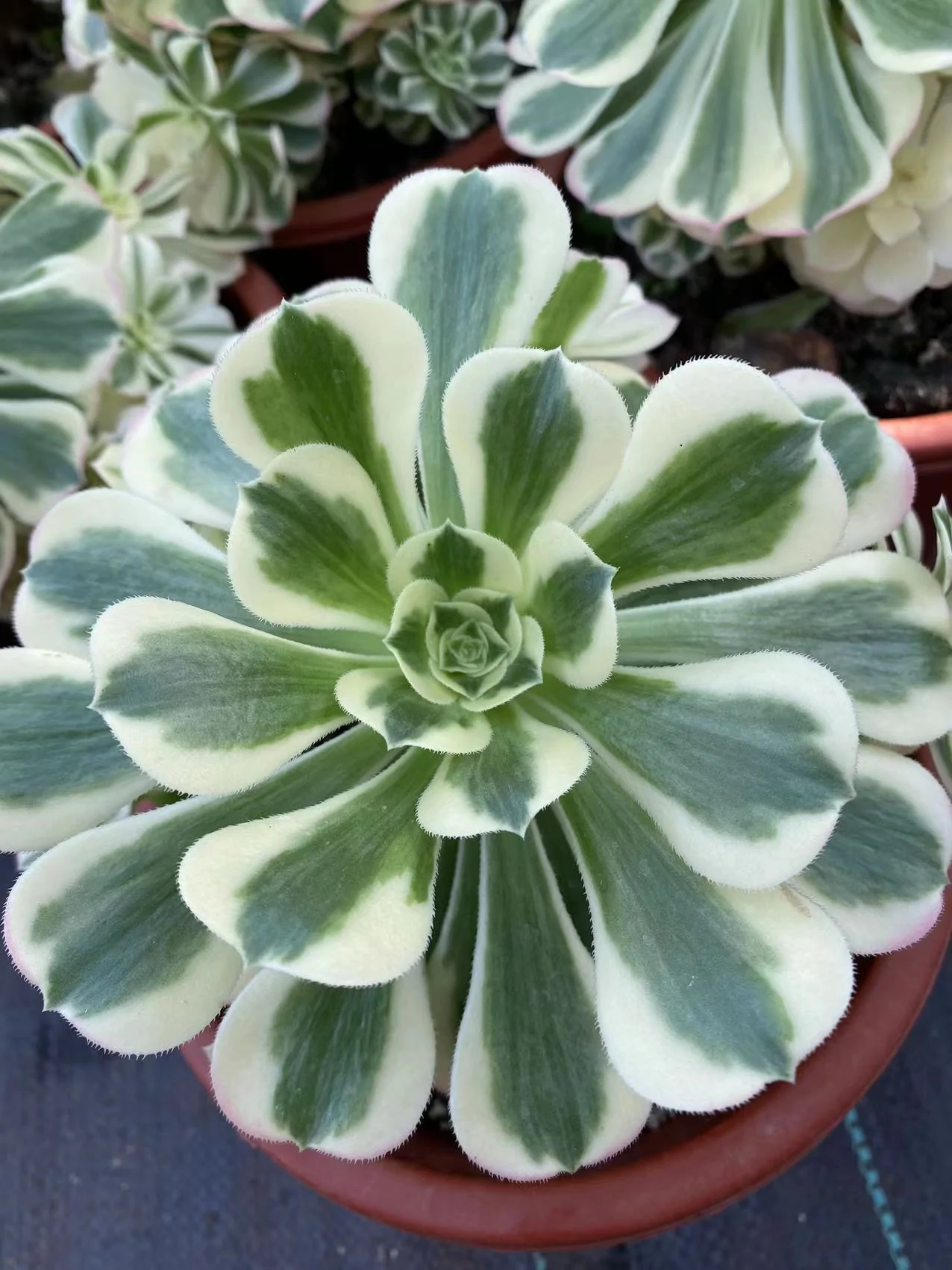 Aeonium &lsquo;Maybach&rsquo;