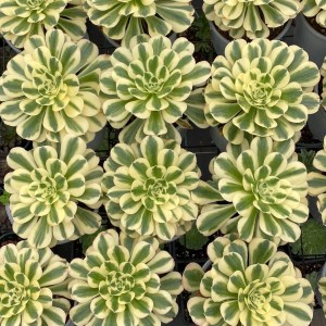 Aeonium Maybach