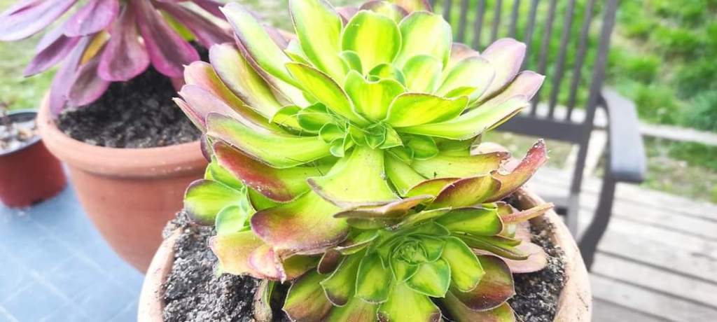 Aeonium Pink Witch yellow Middle