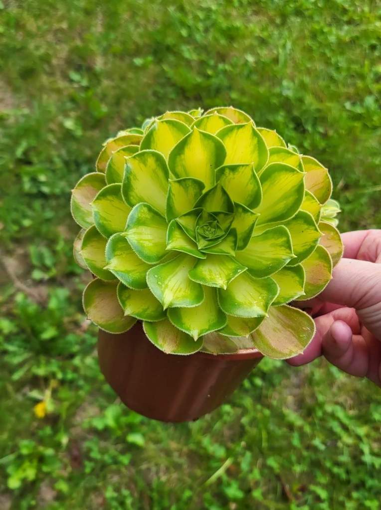 Aeonium Pink Witch yellow Middle