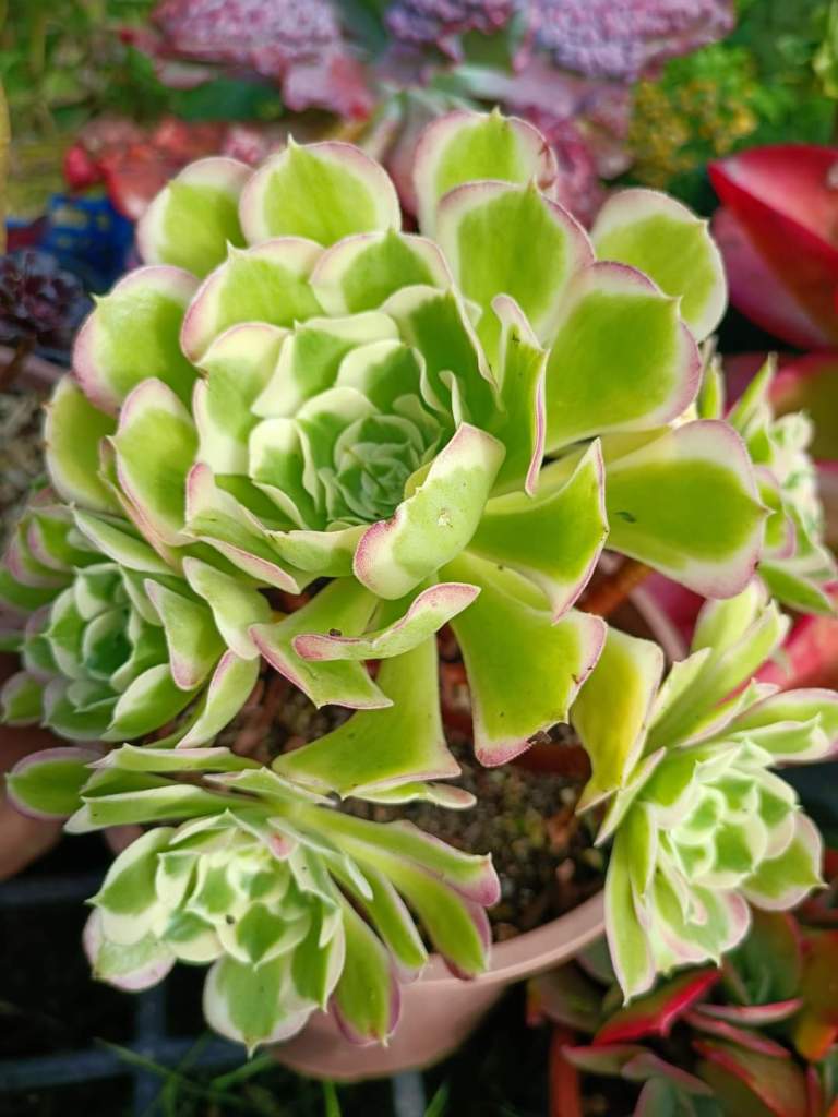 Aeonium Riverstones Green Witch