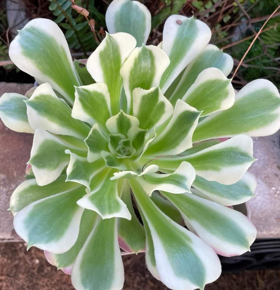 Aeonium Riverstones