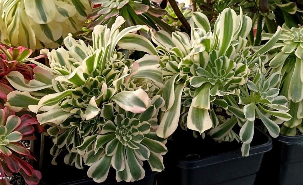 Aeonium Riverstones Green Witch