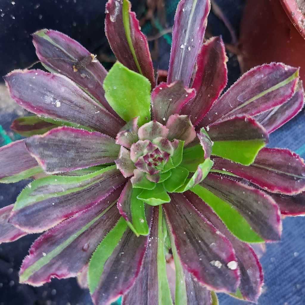 Aeonium Glowworm
