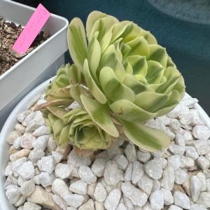 Aeonium Maybach