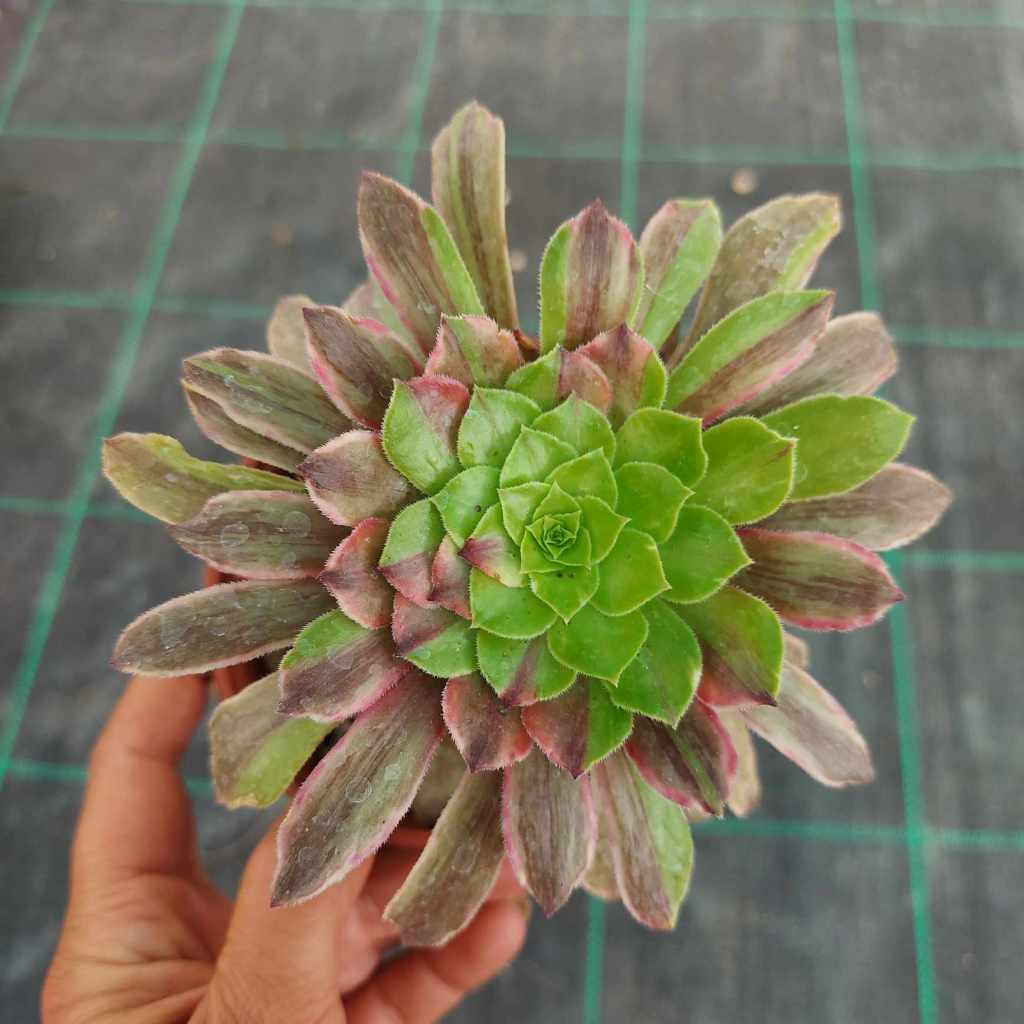 Aeonium Glowworm